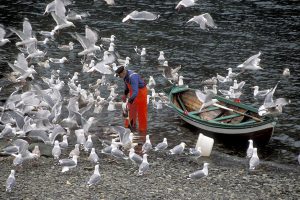 Fisherman and seagull. Foto©Jan R Olsen